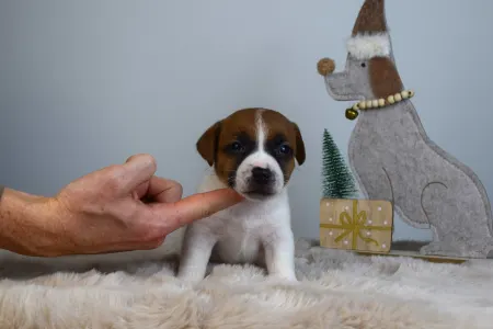 Jack Russell Terrier - Gold Leash Utamaro