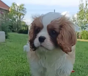 Cavalier king Charles spaniel - Peter Pan