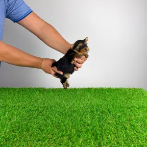 Yorkshire terrier - Glory