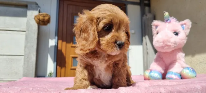 Cavapoo - Gofri