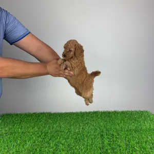 Poodle Miniature - Hollis