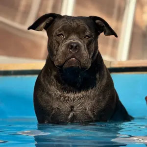 Amerikai Bully - Standard - Bullberry Kennel
