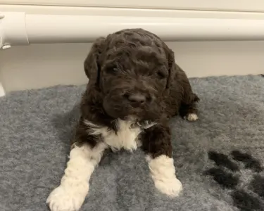 Romagna Water Dog - Friendly Lagotto Leona