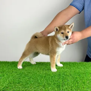 Shiba - Ilfov