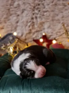 Australský ovčák - Dagny