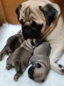 Papillon - Apple Of My Eye 