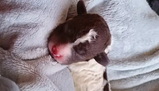Lagotto Romagnolo - Lagotto Passion Bel Ami Matteo
