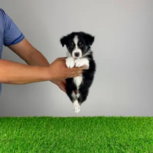 Australian Shepherd - Vox