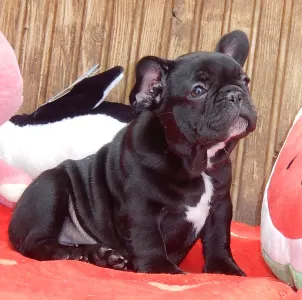 Francia bulldog - Diva