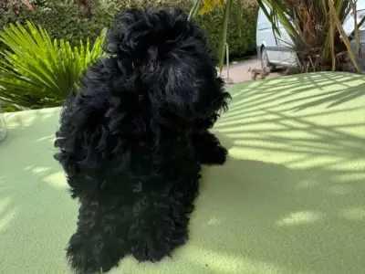 Maltipoo - Super Black