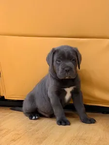 Cane Corso - Thor