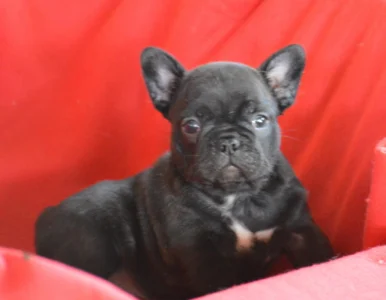 Bouledogue français - Daisy