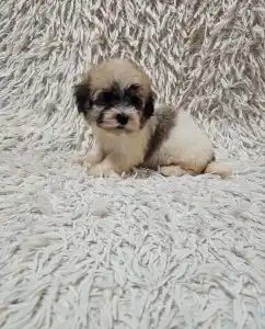 Havanese - Molly