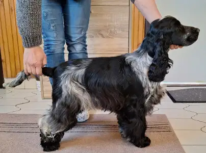 Cocker spaniel inglese - Windfower