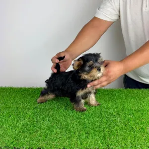 Yorkshire Terrier - Dudu