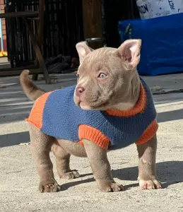 Amerikai Bully - Pocket - Elfy