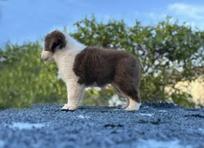 Ausztrál juhászkutya - Budnat Aussies Hey Hestia 