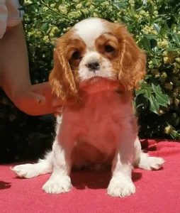 Cavalier King Charles Spaniel - Ilka