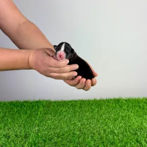 Ausztrál juhászkutya - Cagan