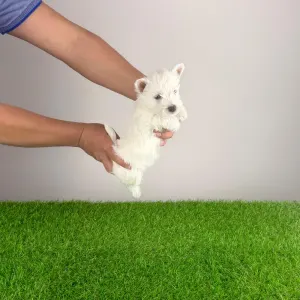 West Highland White Terrier - Holly