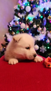 Siberian Husky - Rubin Of Polar Moonlights