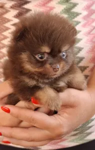 Pomeranian - Denis