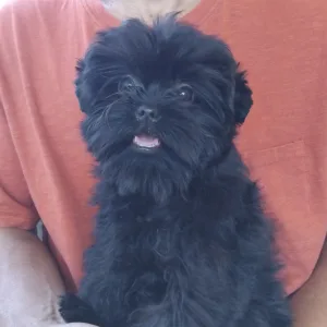 Affenpinscher - Gru