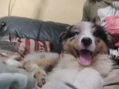 Australian Shepherd - Dailos Not Cheap