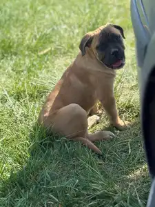 Cane Corso Italiano - Samuel