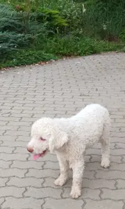 Wasserhund der Romagna - Adele