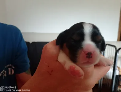Cavalier King Charles Spaniel - Grafit