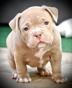 Amerikai Bully - Pocket - Zaria