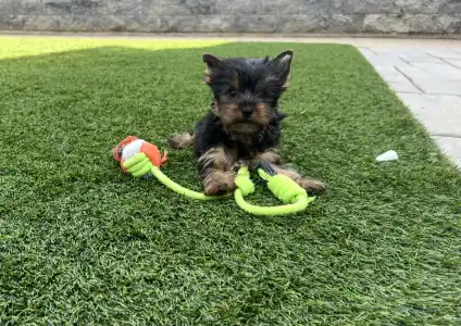 Yorkshire Terrier - Zoé