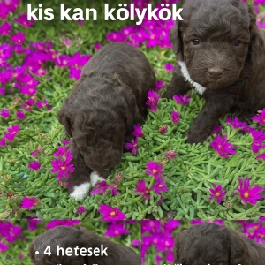 Lagotto Romanjolo - Csoki