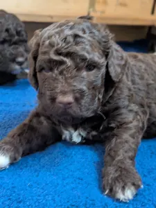 Romagna Water Dog - Ürömi Szarvasgombász Igor