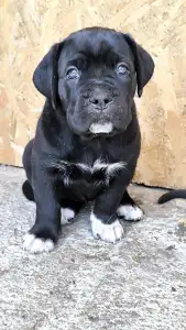 Cane Corso - Desi