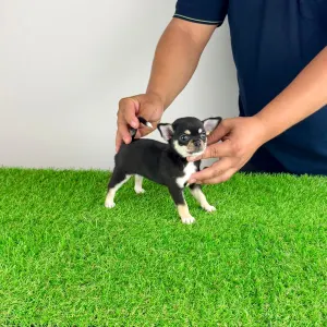 Chihuahua - Ninis