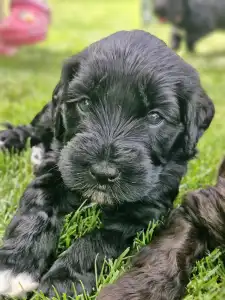Caine de apa portughez - Bodie