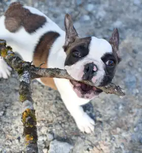 French Bulldog - Alfonz 