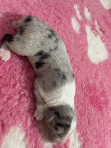 Berger australien - Blue Merle Kan/male Nbt Narancs Nyakörv