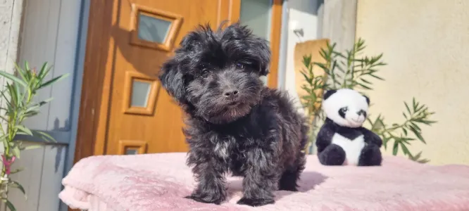 Maltipoo - Zora