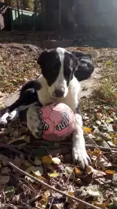 Biewer Terrier - Iz Zamka Larisi