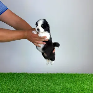 Australian Shepherd - Heyda