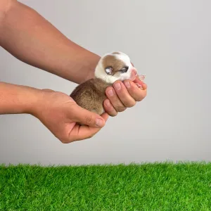 Pembroke Welsh Corgi - Yenna