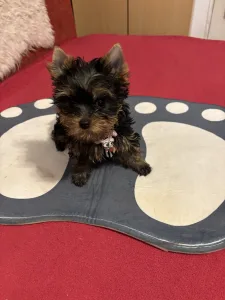 Yorkshire Terrier - Helga