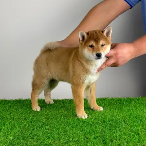 Shiba Inu - Lizzy