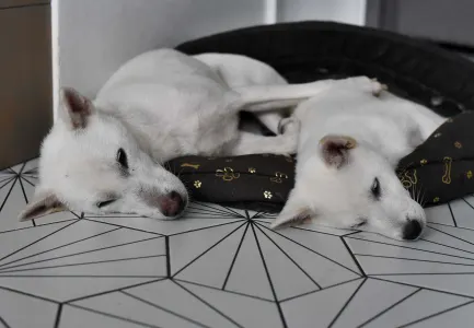 Kishu - Aki Bílý Pes Ze Strakonic