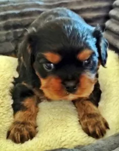 Cavalier King Charles spániel - Arthur
