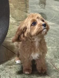 Cavapoo - Mici