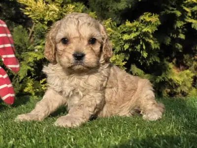 Cavapoo - Floop